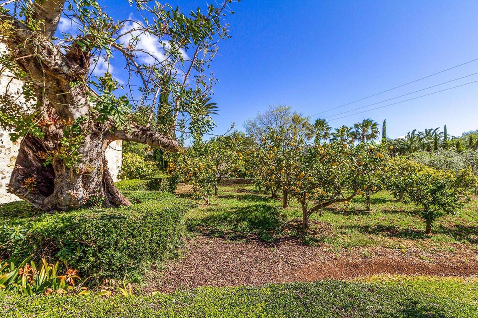 - 4661 Mallorca Villa Pollença